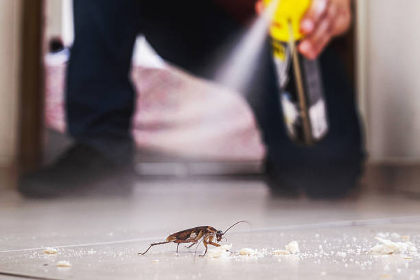 Best Mosquito Control Services  in Los Chaves, NM